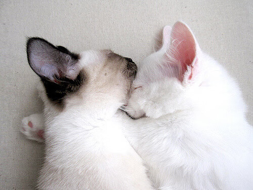 马赛边后卫插上助攻撕裂边路防守，马赛前锋